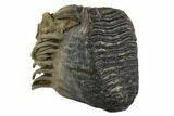 Fossil Woolly Mammoth Molar - Collector Quality #129992-1